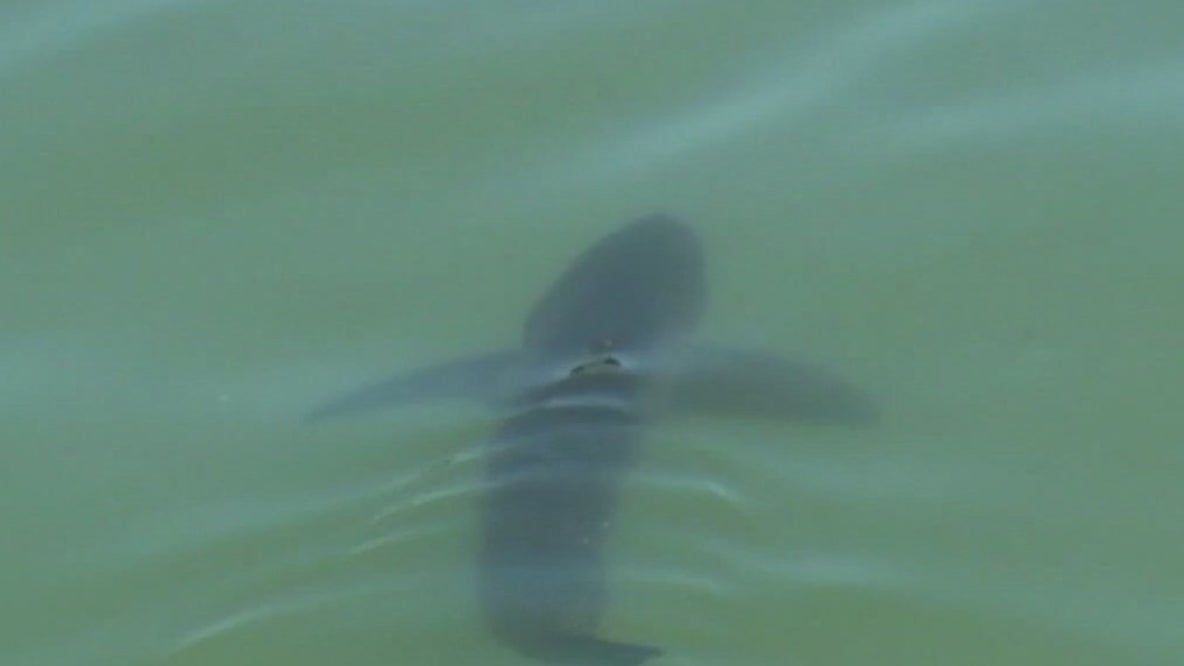 Surge in juvenile sharks swimming in Santa Cruz County